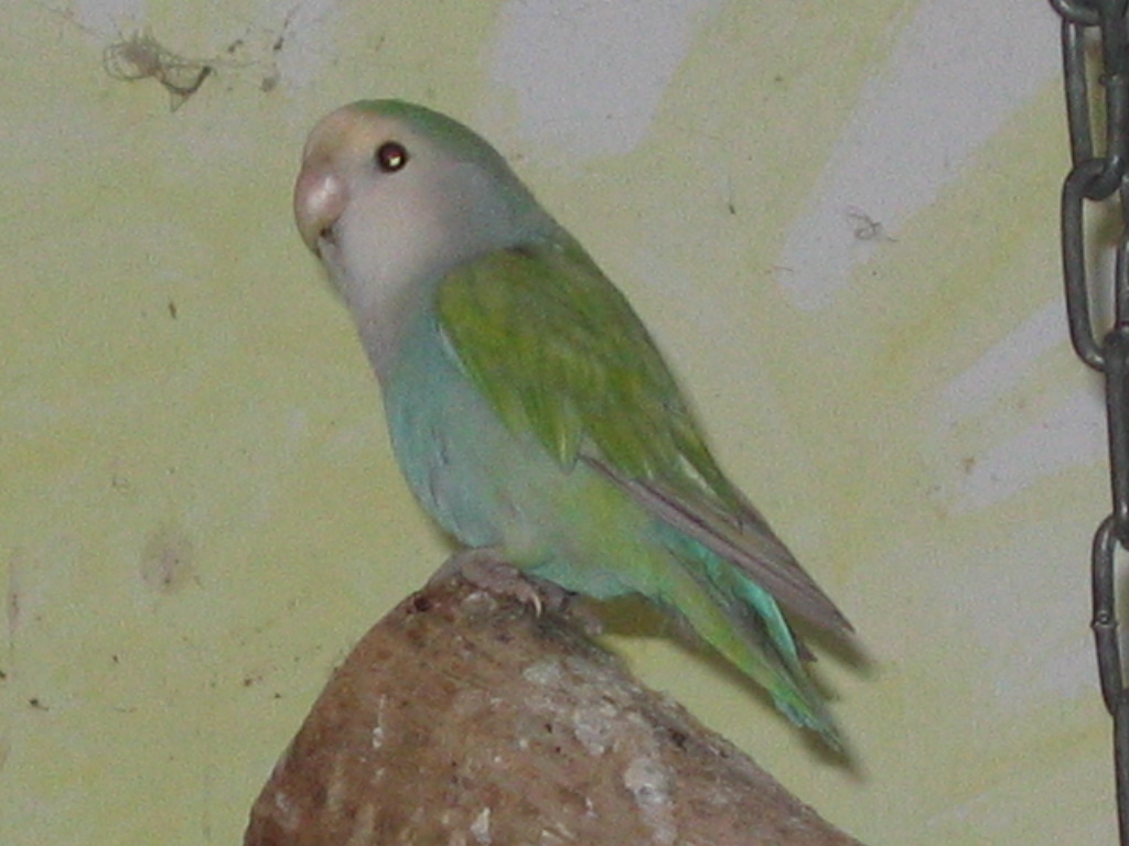 agapornisové 021.JPG